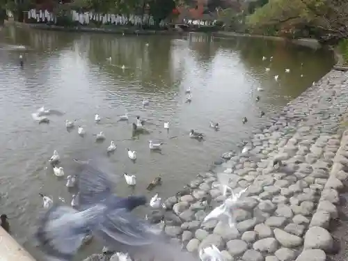 鶴岡八幡宮の庭園