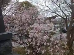 到津八幡神社の自然