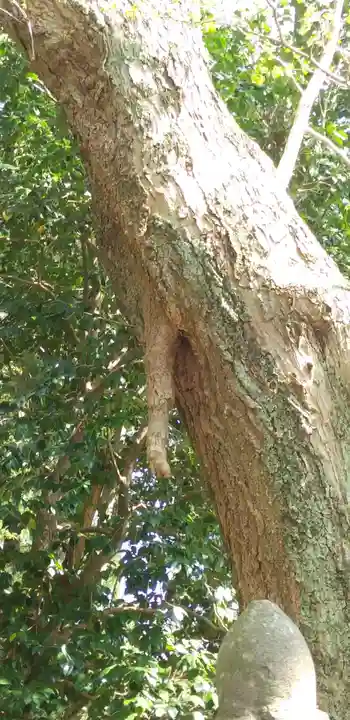子安神社の自然