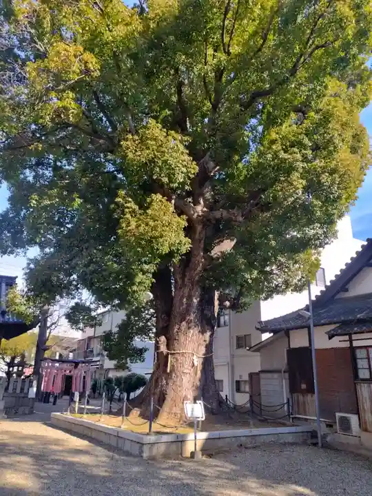 島頭天満宮(大阪府)