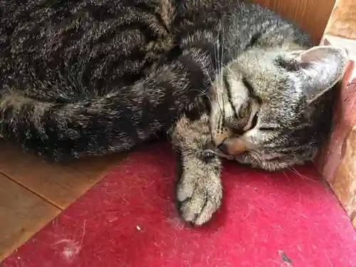 御誕生寺（猫寺）の動物