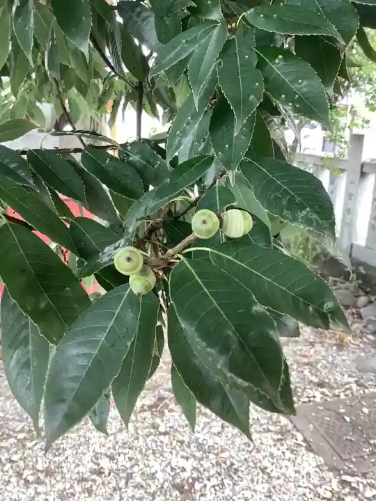御井神社の自然