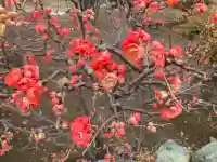 最願寺の{uncategorized: "未分類", other: "その他", undefined: "問題あり", building: "その他建物", grave: "お墓", sacred_gate: "鳥居", guardian: "狛犬", statue: "像", buddha: "仏像", history: "歴史", nature: "自然", garden: "庭園", animal: "動物", pagoda: "塔", temizu: "手水舎", mountain_gate: "山門・神門", sanctuary: "本殿・本堂", subordinate: "末社・摂社", art: "芸術", scenery: "景色", jizo: "地蔵", ema: "絵馬", goshuin: "御朱印", omikuji: "おみくじ", items: "授与品その他", amulet: "お守り", goshuincho: "御朱印帳", eats: "食事", festival: "お祭り", votive_dance: "神楽", shichigosan: "七五三参", wedding: "結婚式", experience: "体験その他", initially: "初詣", around: "周辺", anti_infection: "感染症対策"}
