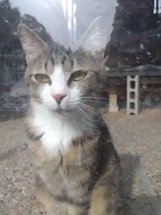 御誕生寺(猫寺)(福井県)