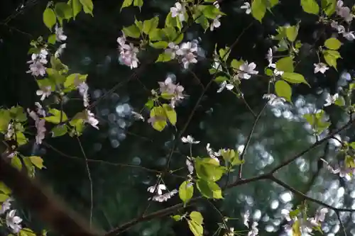磐椅神社の自然