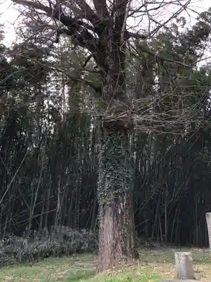 伊射奈美神社の自然