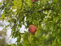 伊勢の国 四天王寺の自然