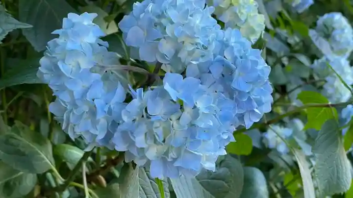 坪沼八幡神社の自然