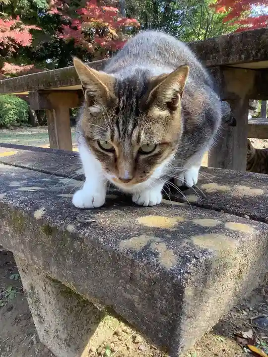 玉野御嶽神社の動物
