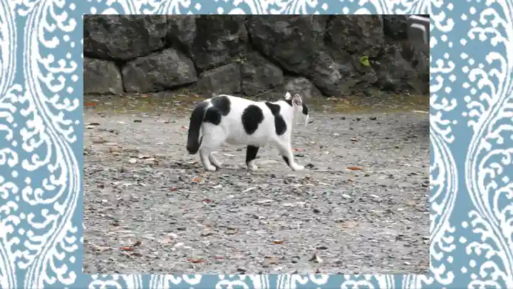 賀茂別雷神社(栃木県)