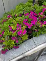 駒込妙義神社の{uncategorized: "未分類", other: "その他", undefined: "問題あり", building: "その他建物", grave: "お墓", sacred_gate: "鳥居", guardian: "狛犬", statue: "像", buddha: "仏像", history: "歴史", nature: "自然", garden: "庭園", animal: "動物", pagoda: "塔", temizu: "手水舎", mountain_gate: "山門・神門", sanctuary: "本殿・本堂", subordinate: "末社・摂社", art: "芸術", scenery: "景色", jizo: "地蔵", ema: "絵馬", goshuin: "御朱印", omikuji: "おみくじ", items: "授与品その他", amulet: "お守り", goshuincho: "御朱印帳", eats: "食事", festival: "お祭り", votive_dance: "神楽", shichigosan: "七五三参", wedding: "結婚式", experience: "体験その他", initially: "初詣", around: "周辺", anti_infection: "感染症対策"}