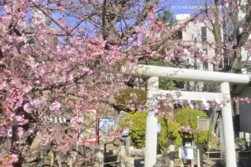 鳩森八幡神社の自然