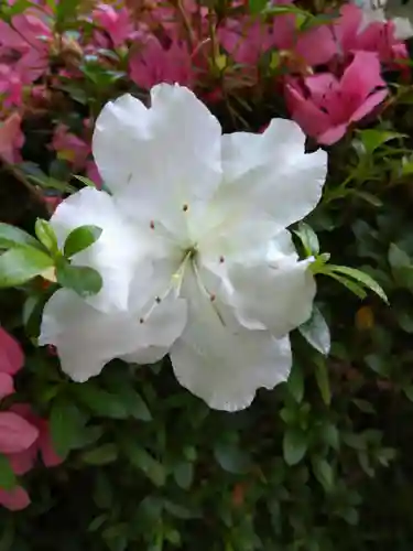 阿智神社の自然